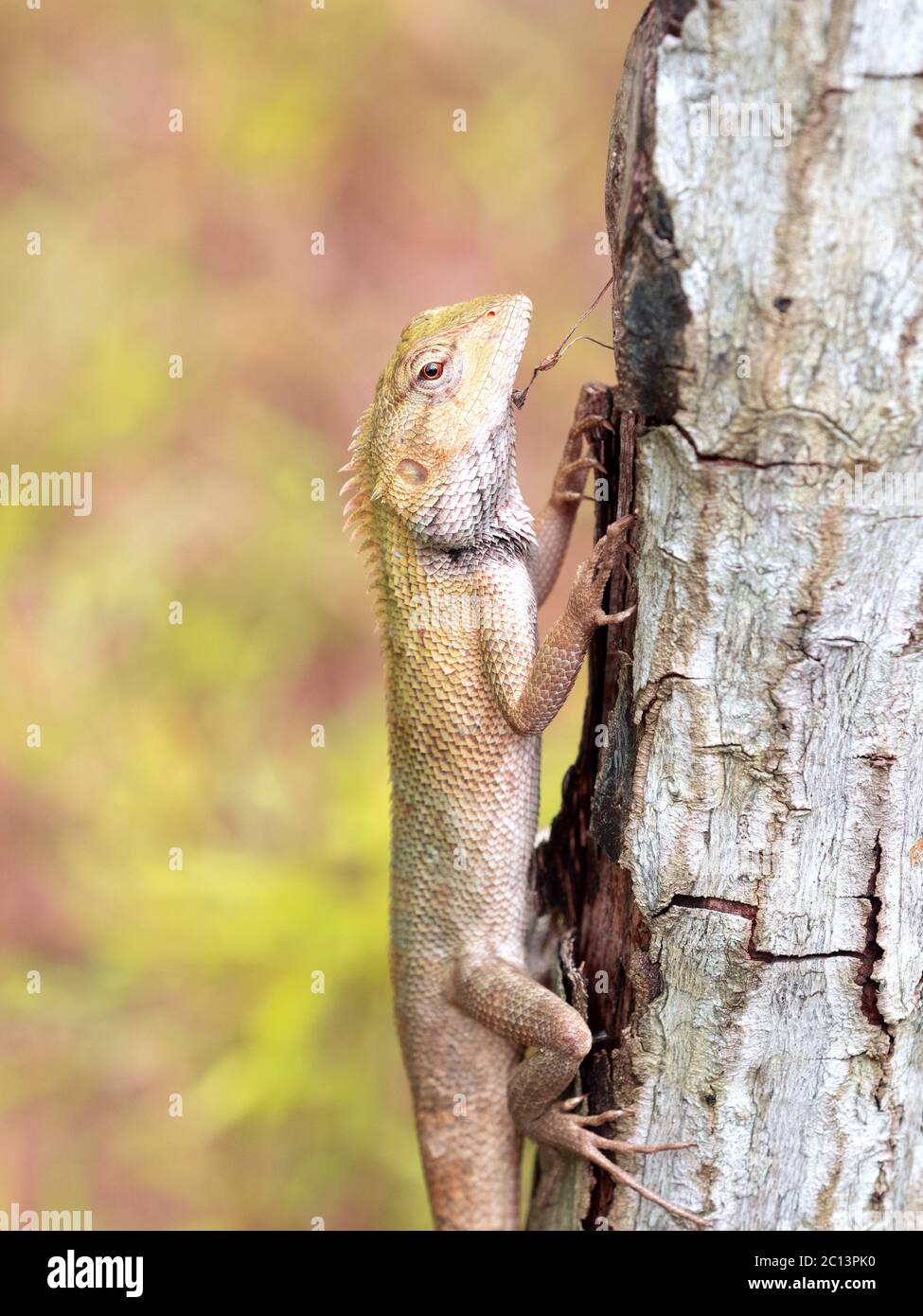 Changable Lizard climbing a tree in the Singapore Botanical Gardens Stock Photo
