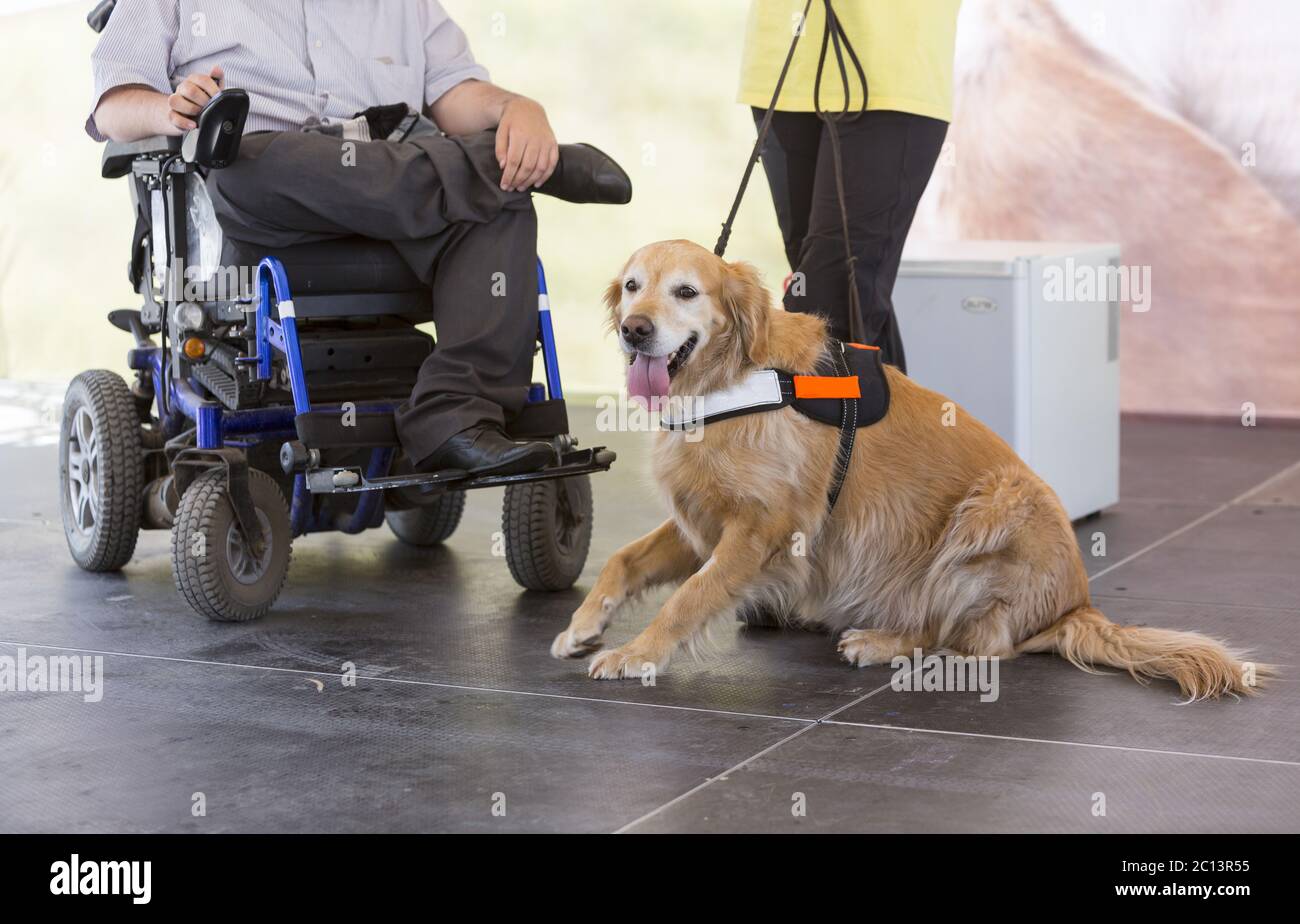 Guide dog disability train hi-res stock photography and images - Alamy