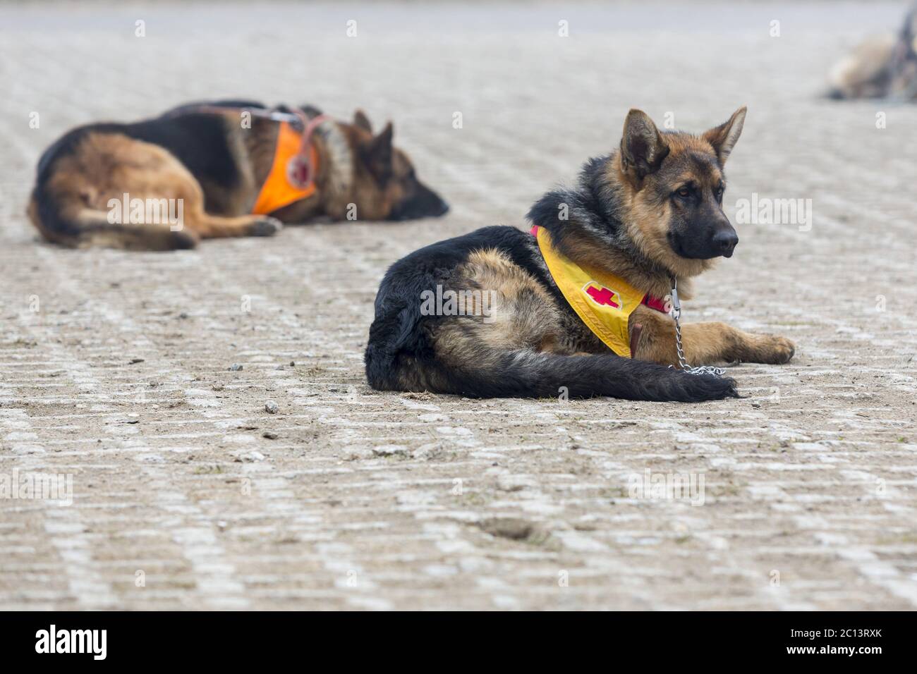 Injured rescue dog hi-res stock photography and images - Alamy