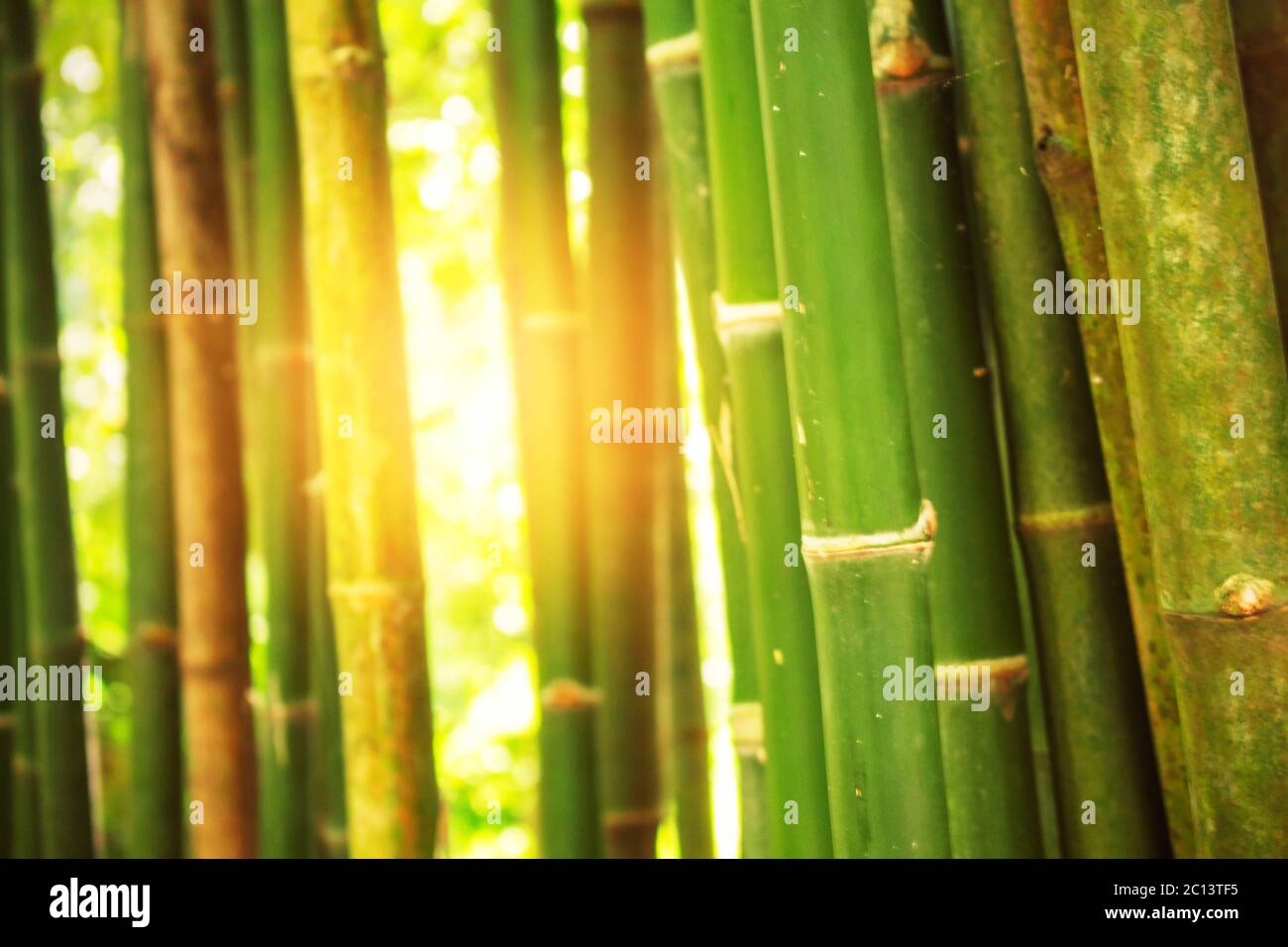 Bamboo with light on the day. Stock Photo