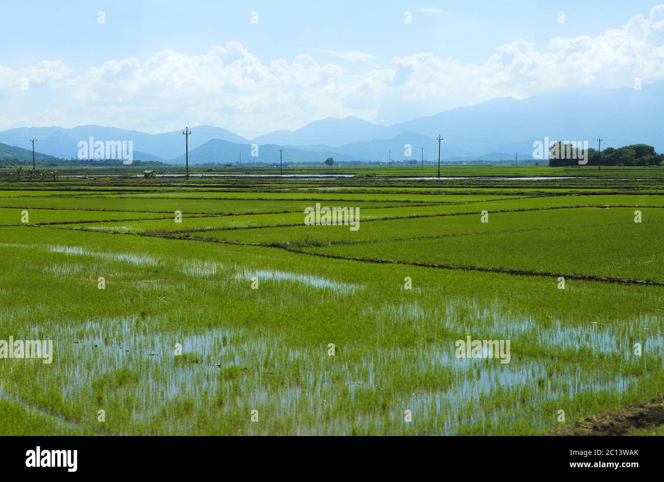 Rice field green grass blue sky cloud cloudy landscape background Stock ...