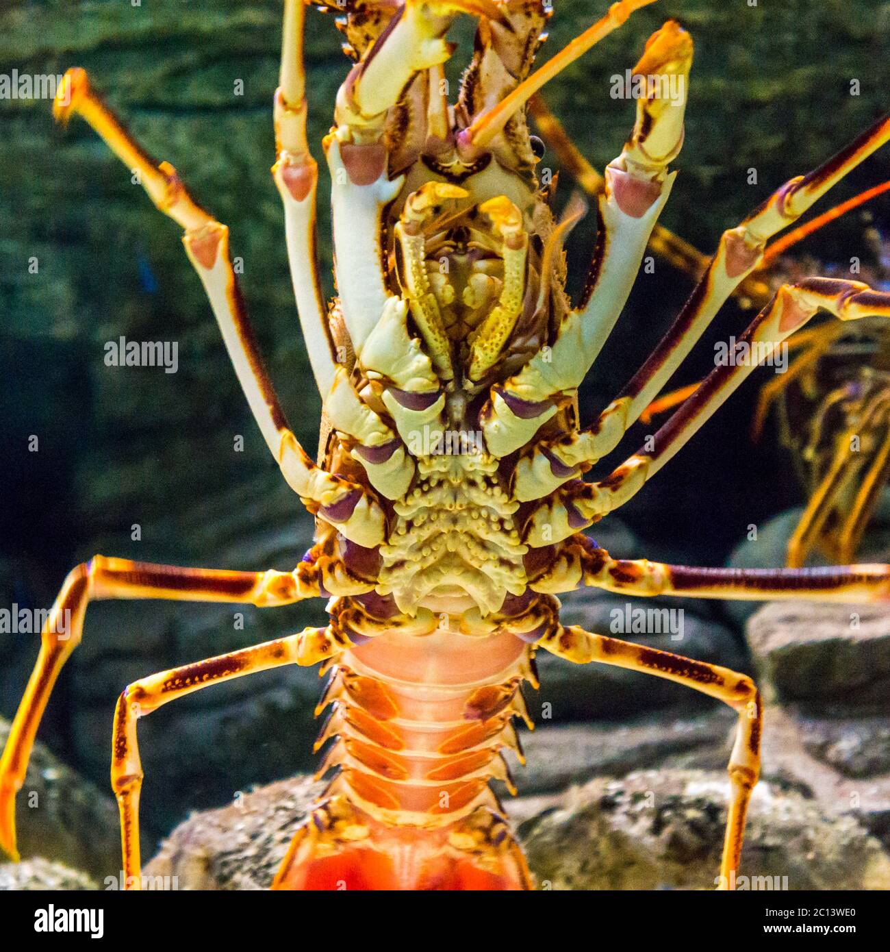 Colourful Tropical Rock lobster under water Stock Photo