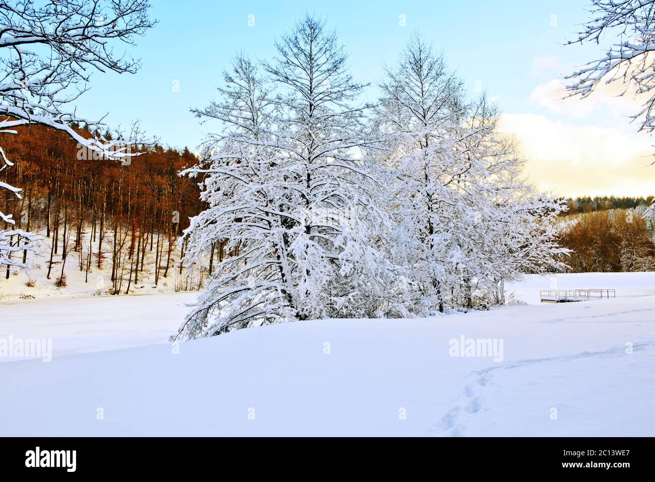 Trees with snow in winter Stock Photo - Alamy
