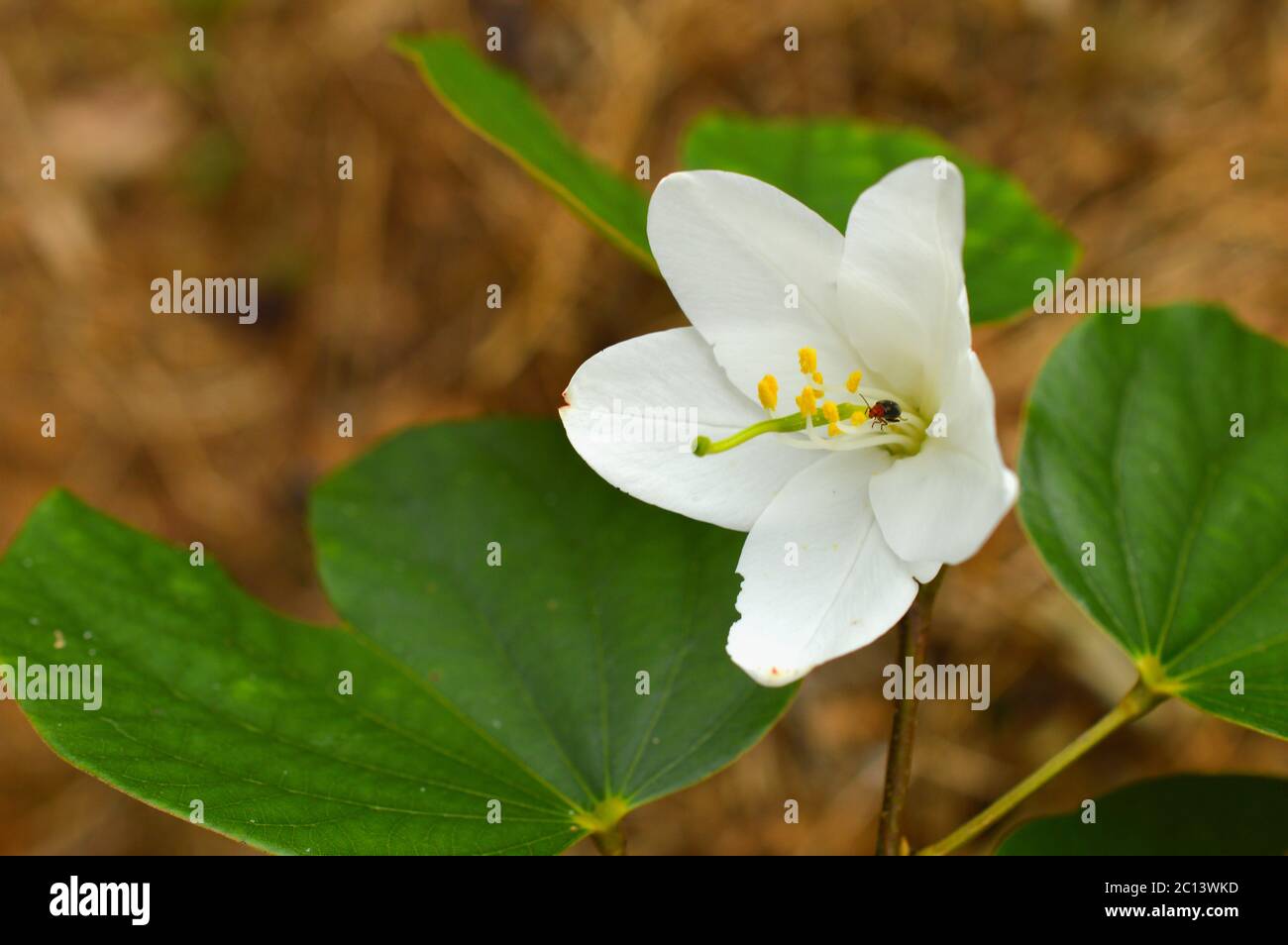 wild white flower in focus. white flowers can mean reverence and