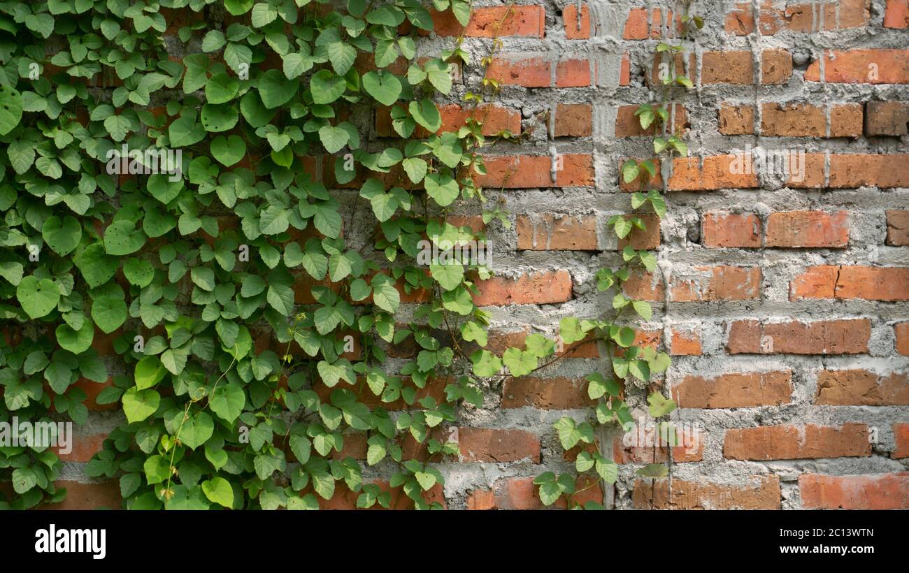 Red brick walls with vines, images suitable for use as wallpapers