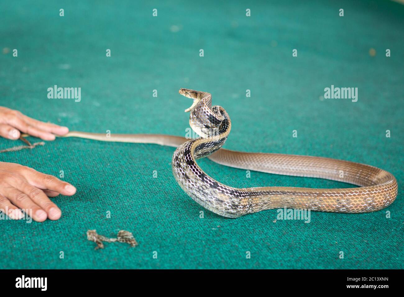 Pattaya, Thailand - January 2017: show snakes by playing with a snake during the Stock Photo