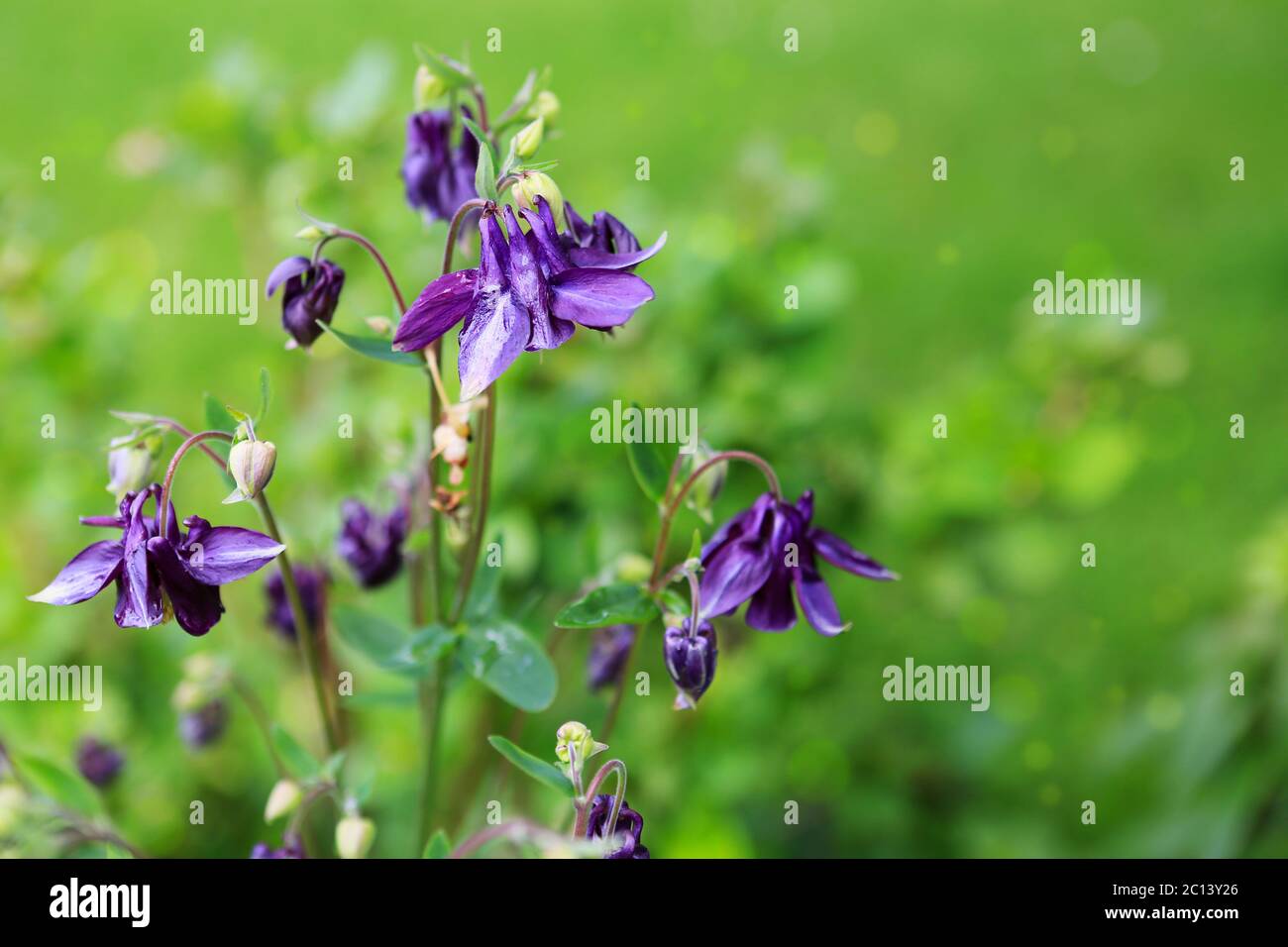 Columbine flowers isolated. Stock Photo
