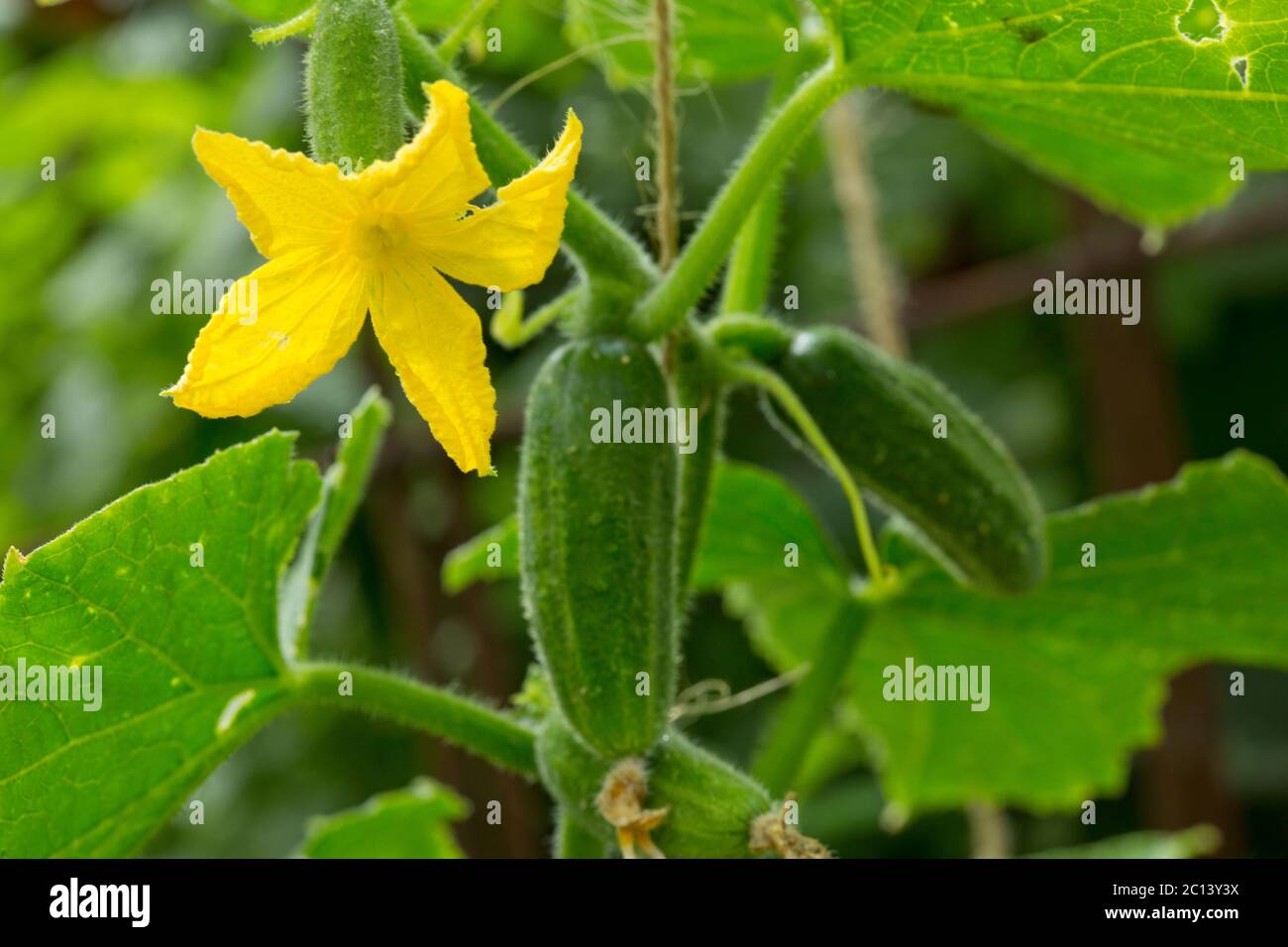 Growing cucumbers in the garden Stock Photo Alamy