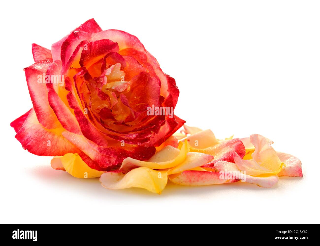 Pink rose closeup and petals isolated on white background Stock Photo ...