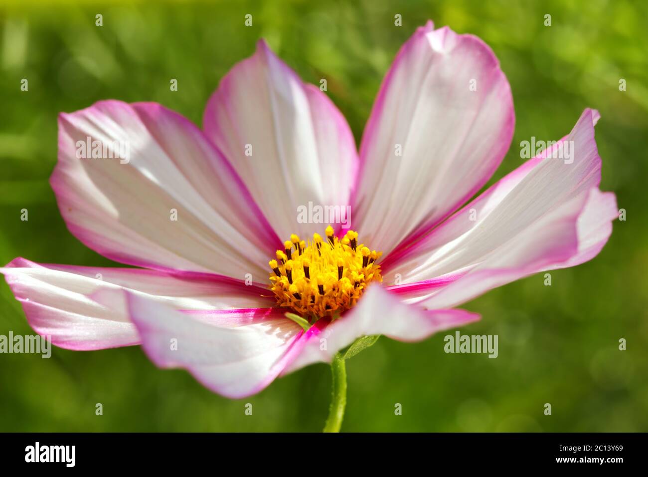 Closeup shot cosmos in hi-res stock photography and images - Alamy