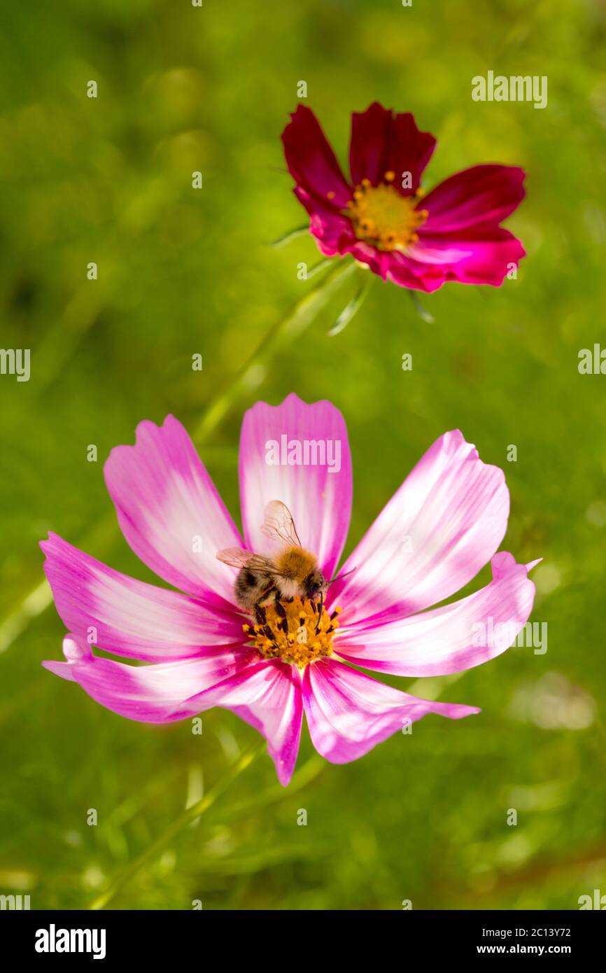 Pink cosmos flower with bee hi-res stock photography and images - Alamy