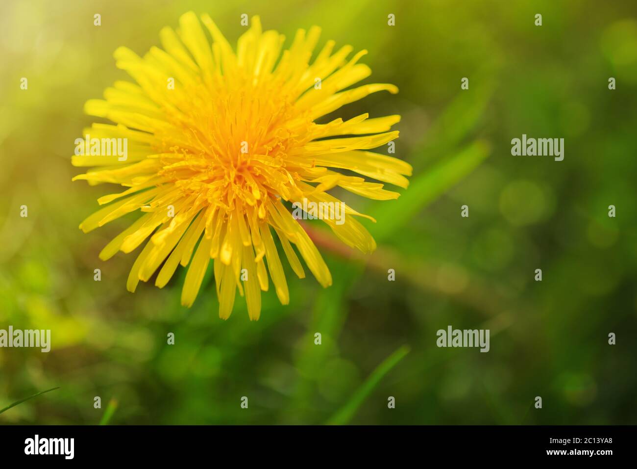 Macro shot of dandelion flower Stock Photo - Alamy