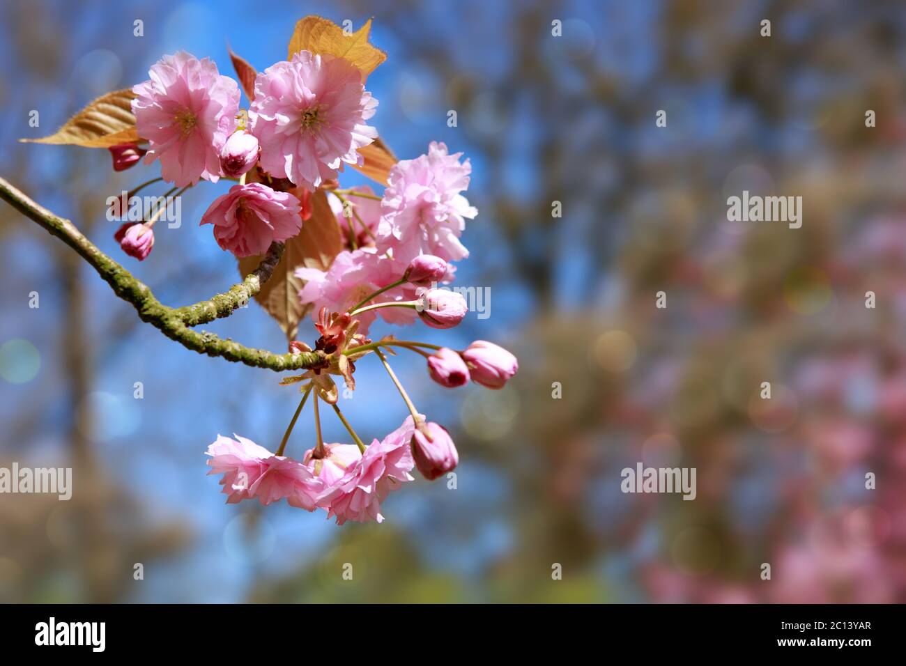 Pink flowers of the cherry tree Stock Photo - Alamy