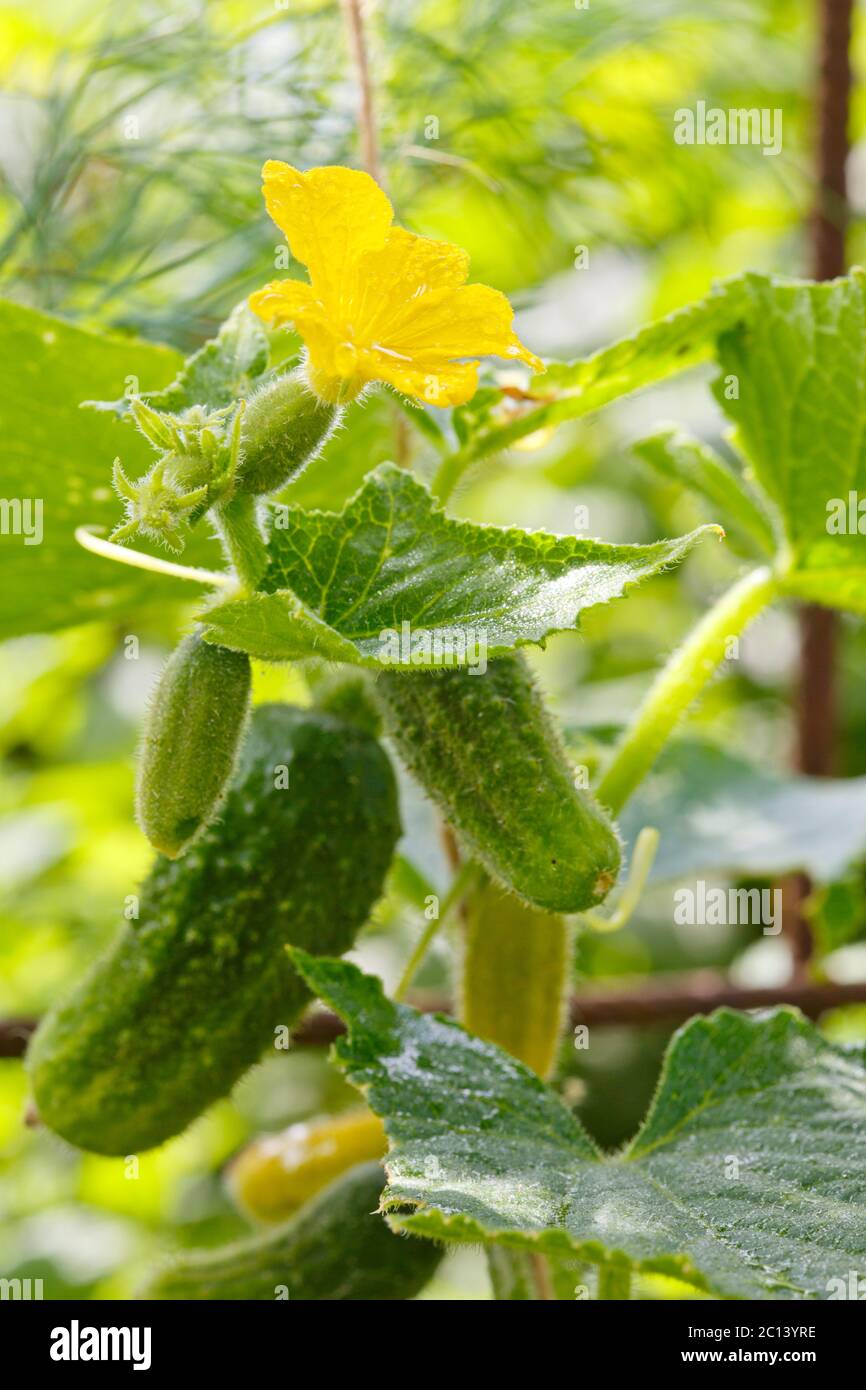 Growing cucumbers in the garden Stock Photo Alamy