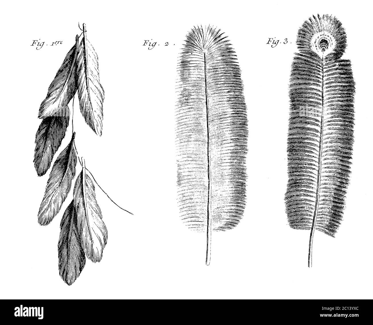 18th century illustration of a peacock and ostrich feather. Published in 'A Diderot Pictorial Encyclopedia of Trades and Industry. Manufacturing and t Stock Photo