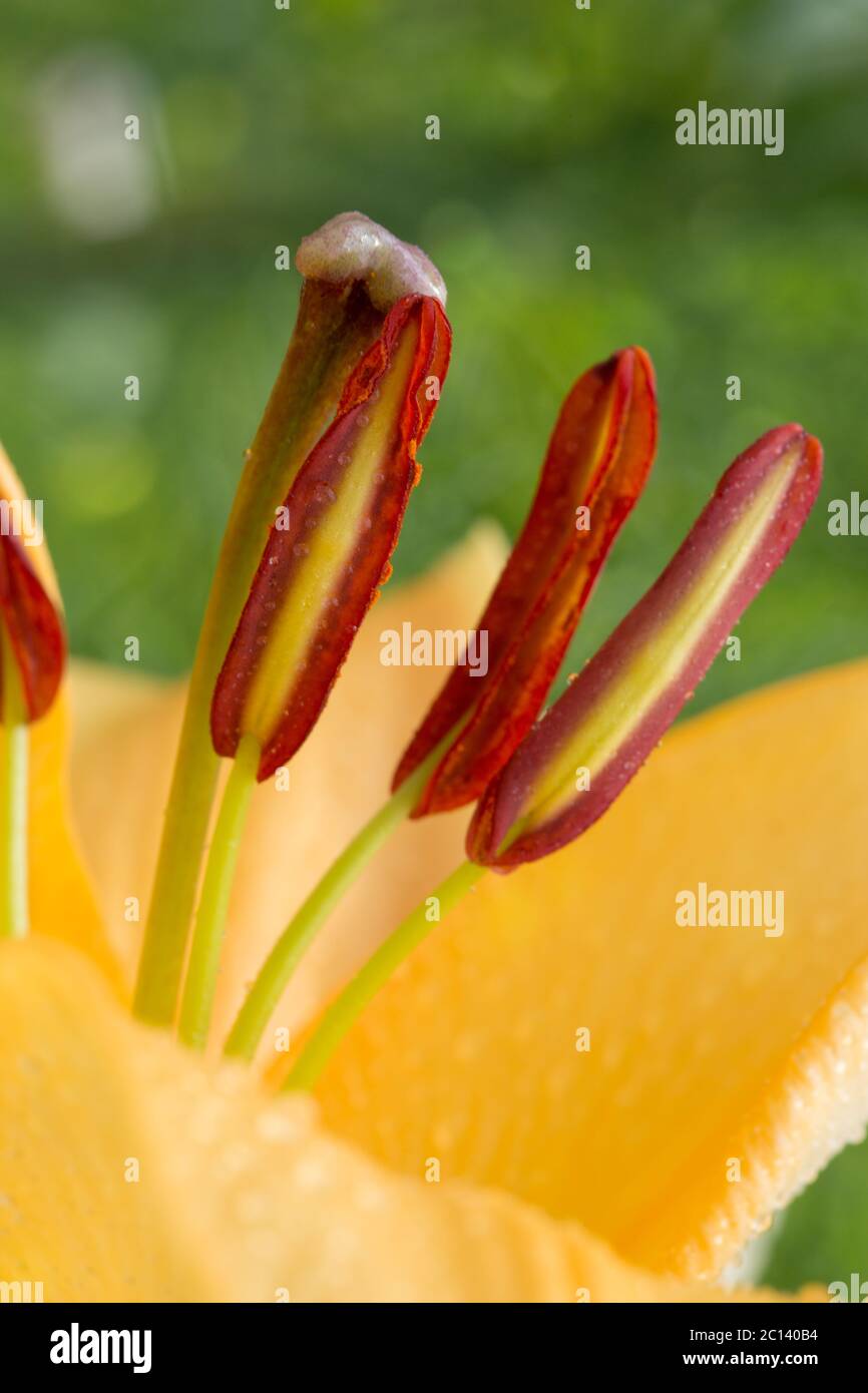 Lilly flower closeup. Stock Photo