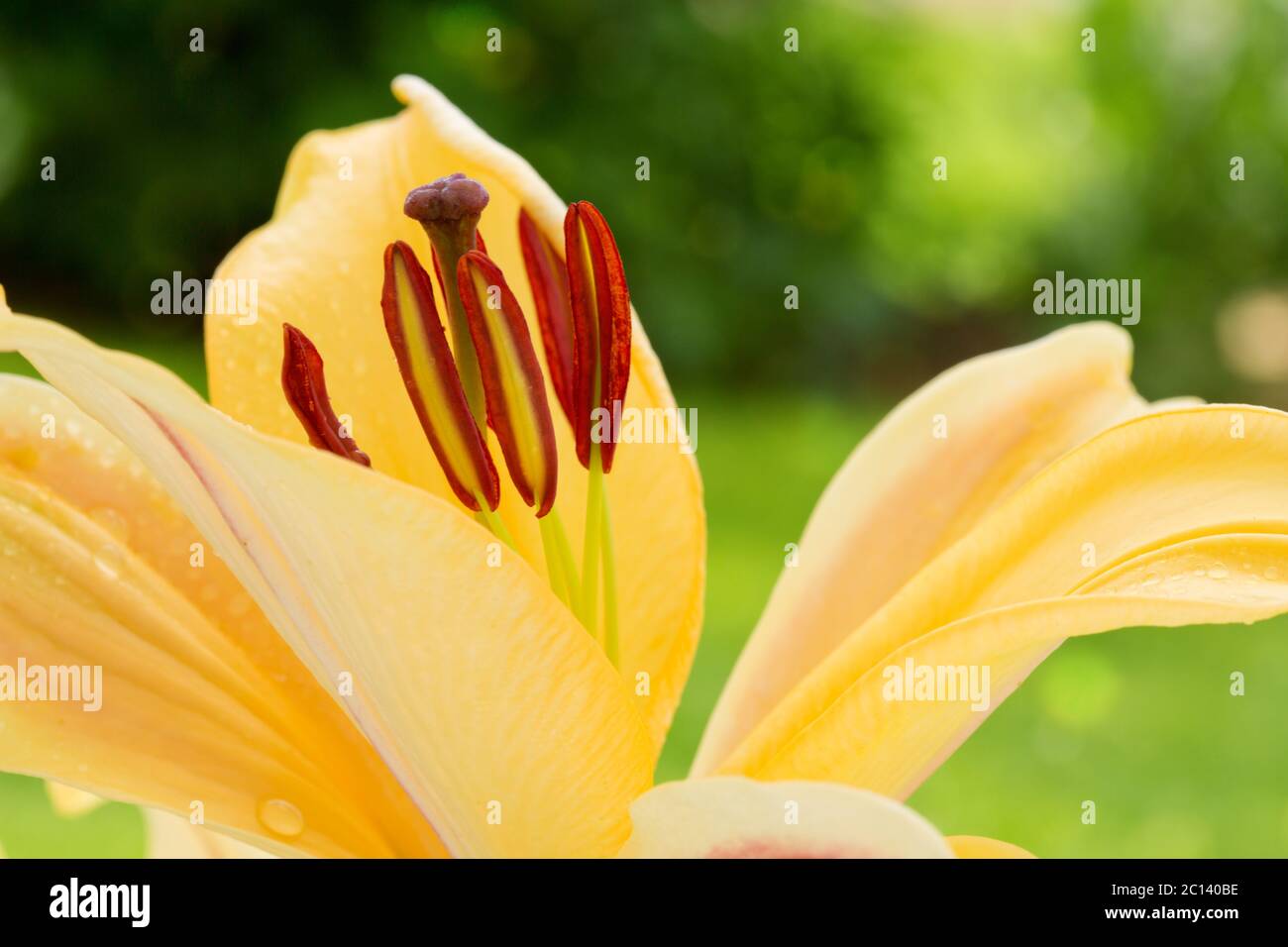 Lilly flower closeup. Stock Photo
