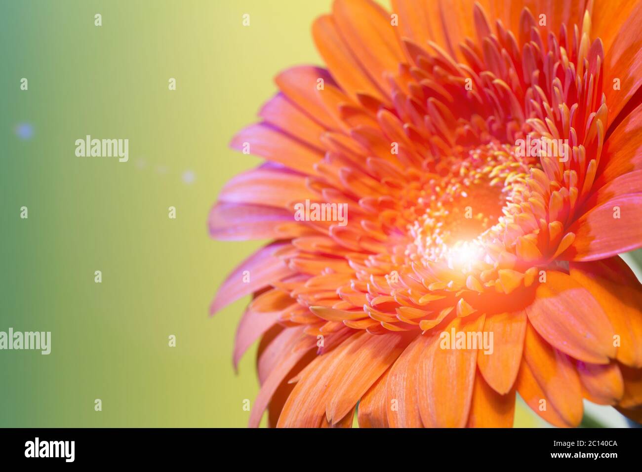 Red Transvaal daisy flower Stock Photo Alamy