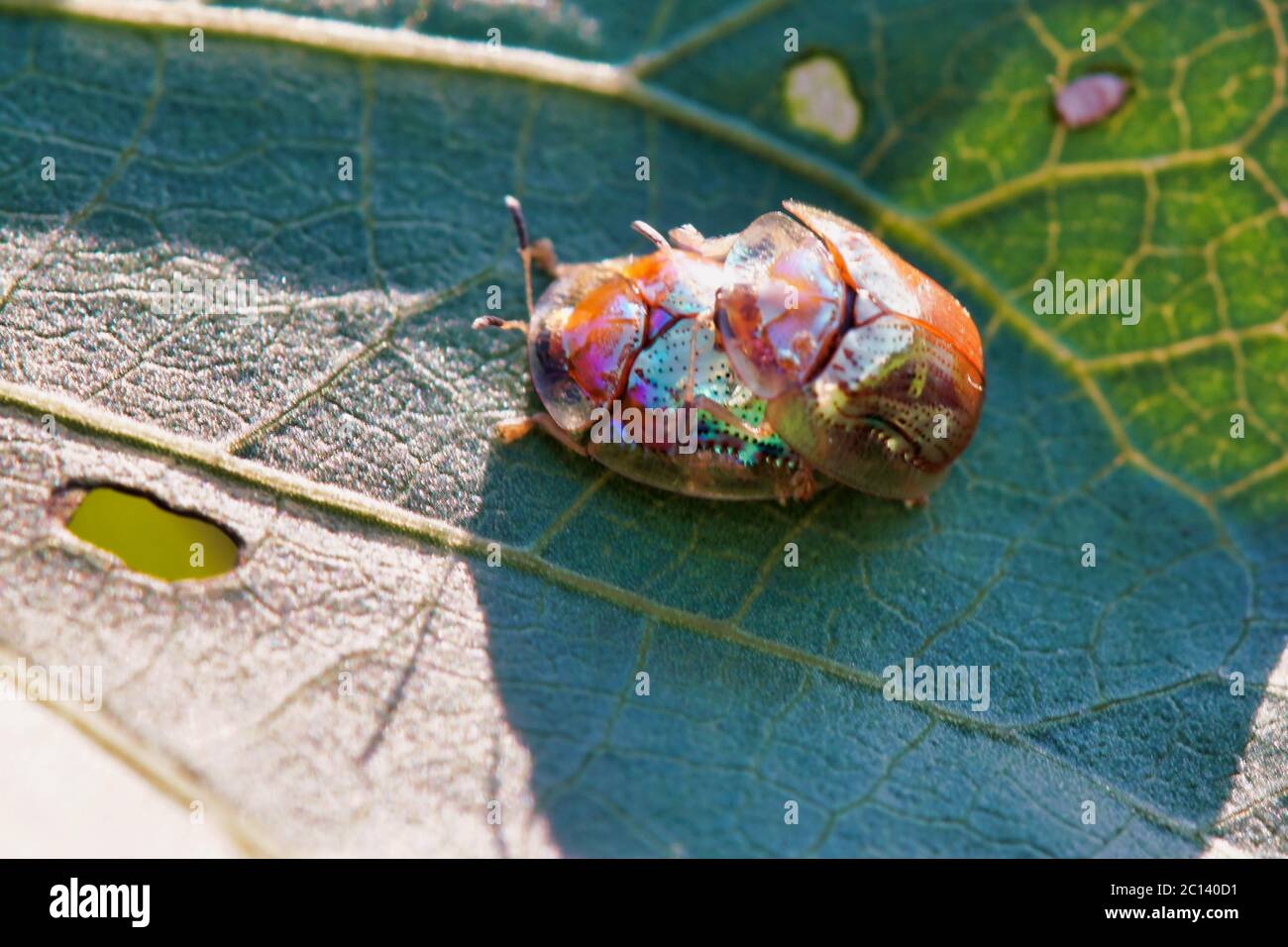 beautiful beetles reproducing on a leaf Stock Photo