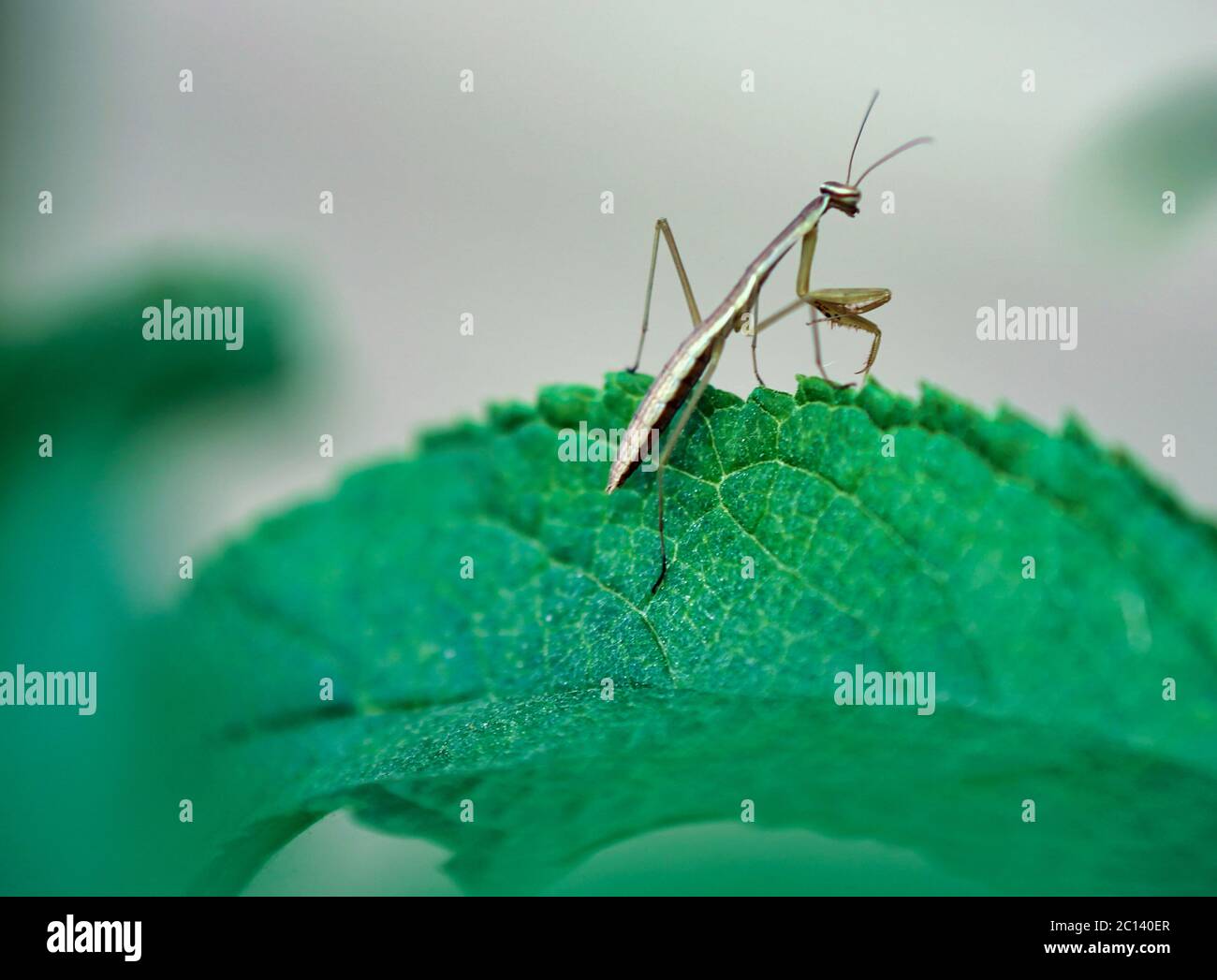 baby praying mantis exploring Stock Photo Alamy