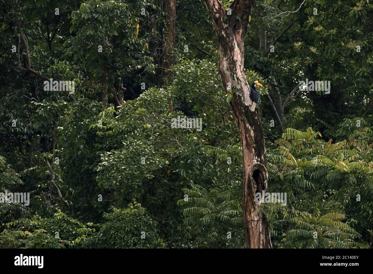 A knobbed hornbill (Rhyticeros cassidix) female perches above a hole on a dead tree in a vegetated area in Bitung, North Sulawesi, Indonesia. Stock Photo