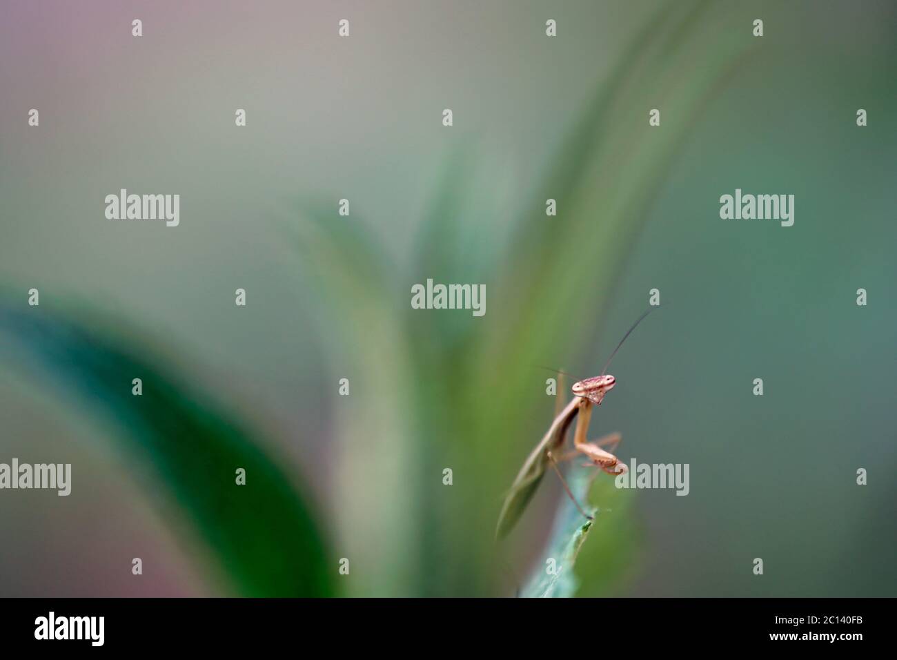 baby praying mantis exploring Stock Photo