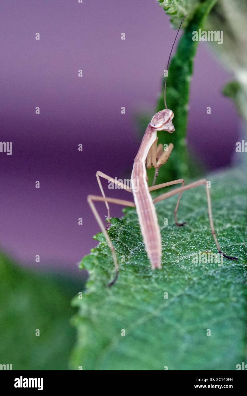 baby praying mantis exploring Stock Photo Alamy