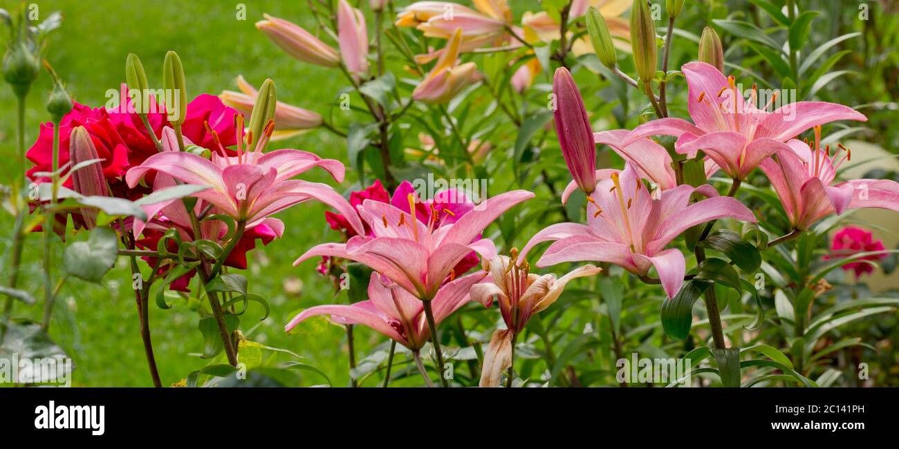 Pink Lilies flower background. Stock Photo