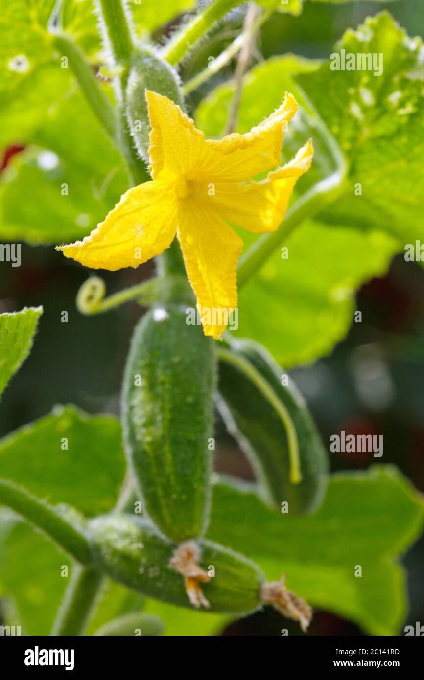 Growing cucumbers in the garden Stock Photo Alamy