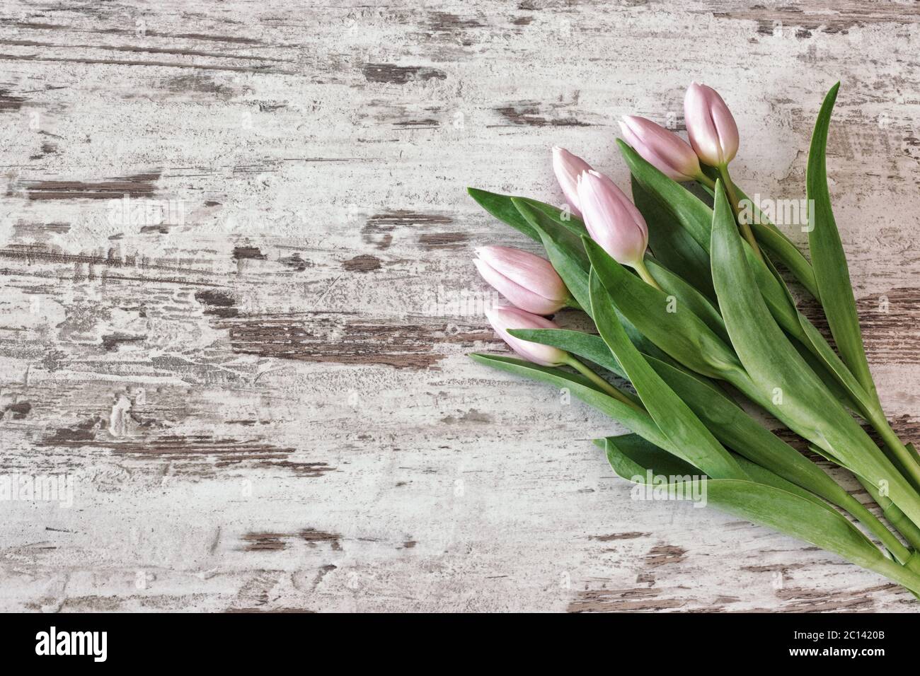 bunch of pink tulips Stock Photo