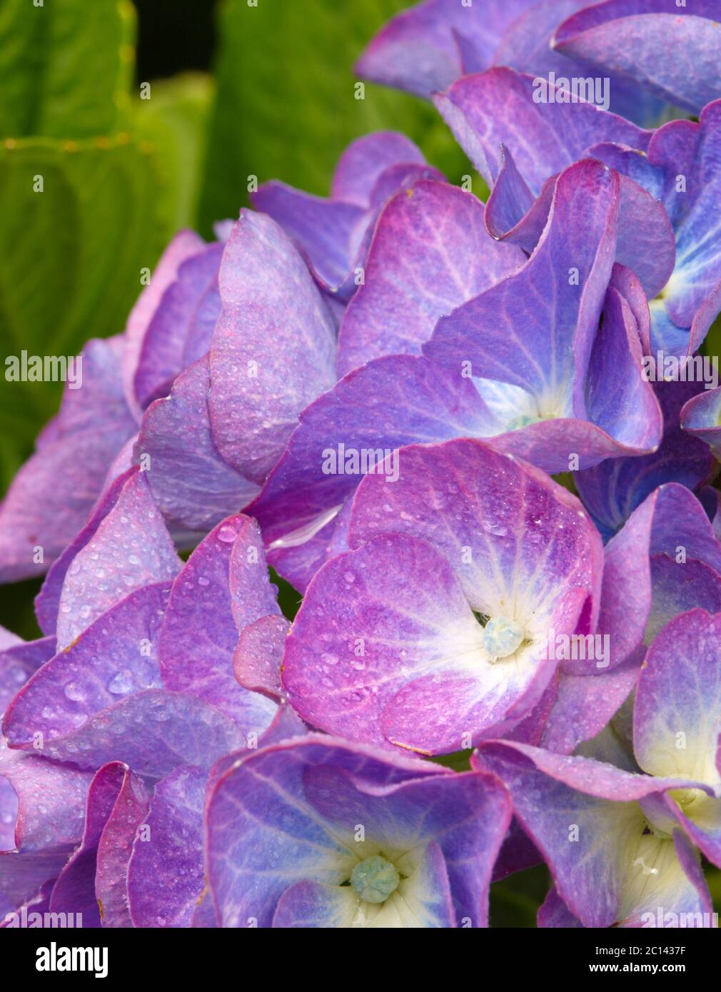 Macro image of Blue Hydrangea flower Stock Photo - Alamy