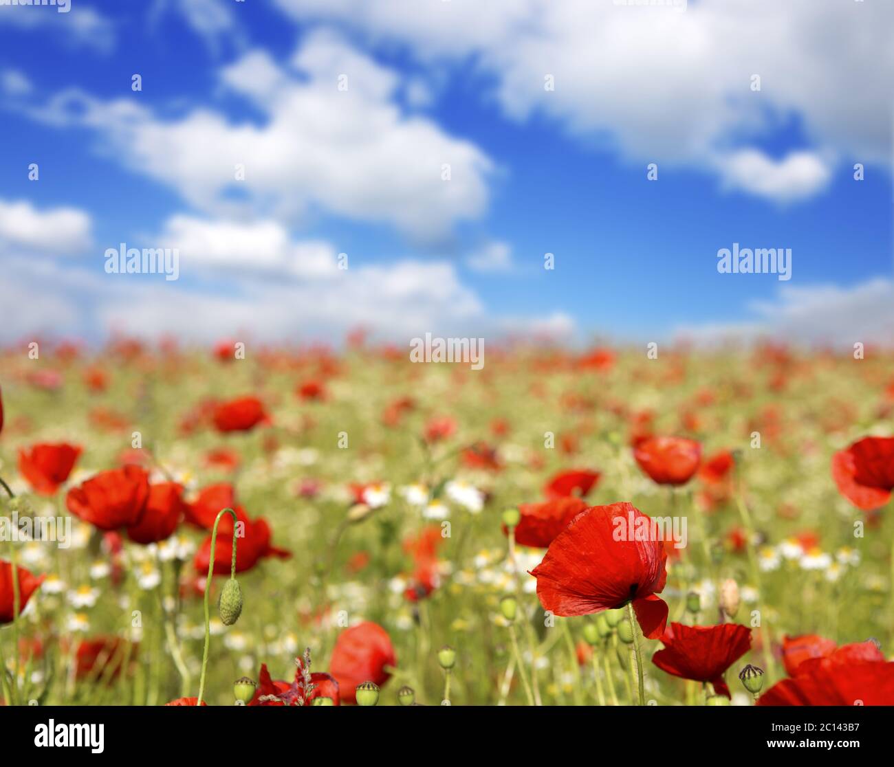 Beautiful blue wild flowers hi-res stock photography and images - Alamy