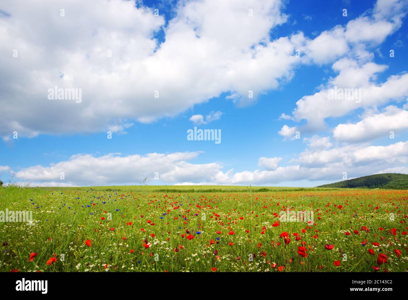 Poppies on blue sky background Stock Photo - Alamy