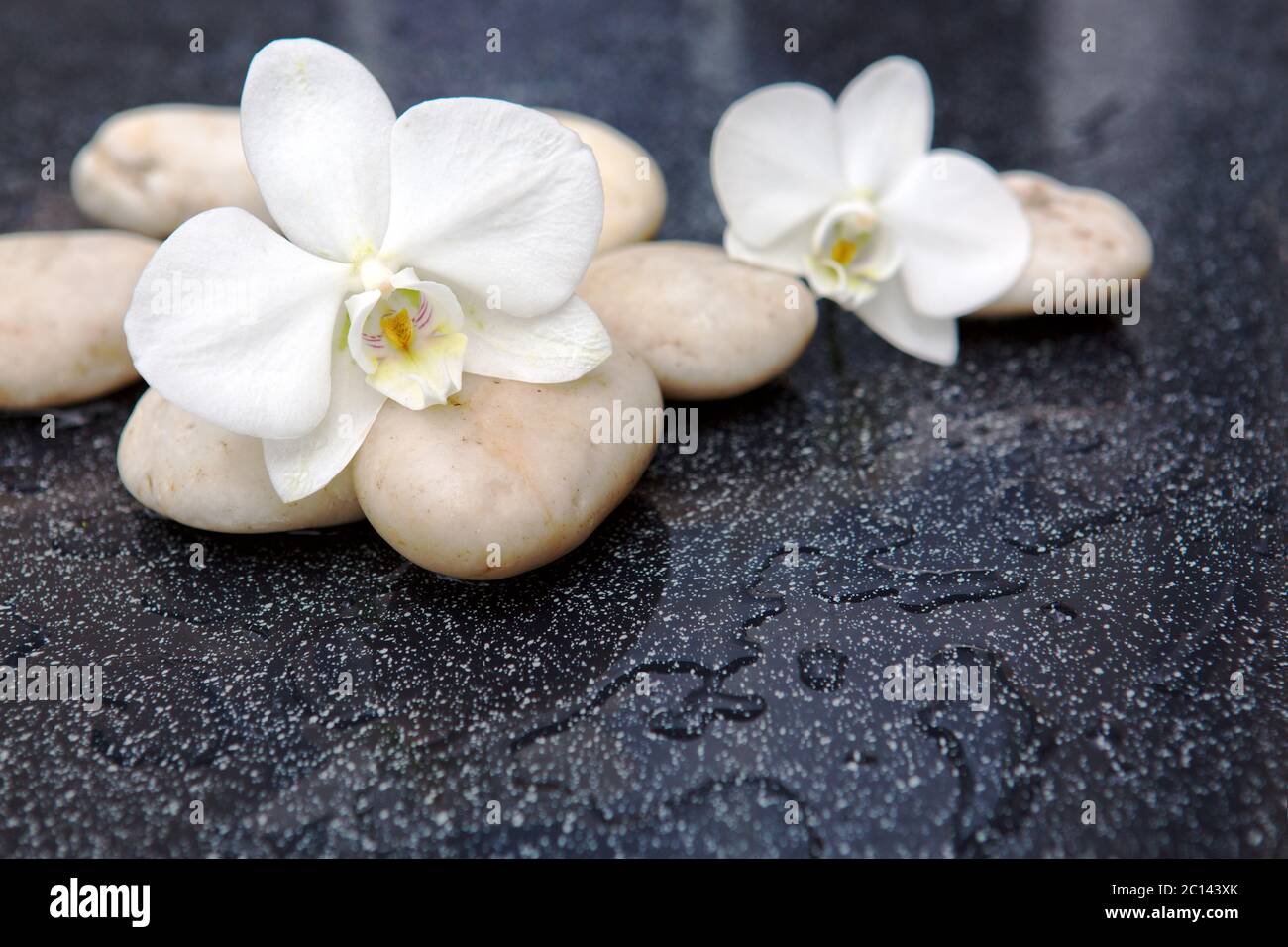 Two orchid flowers and white stones. Stock Photo