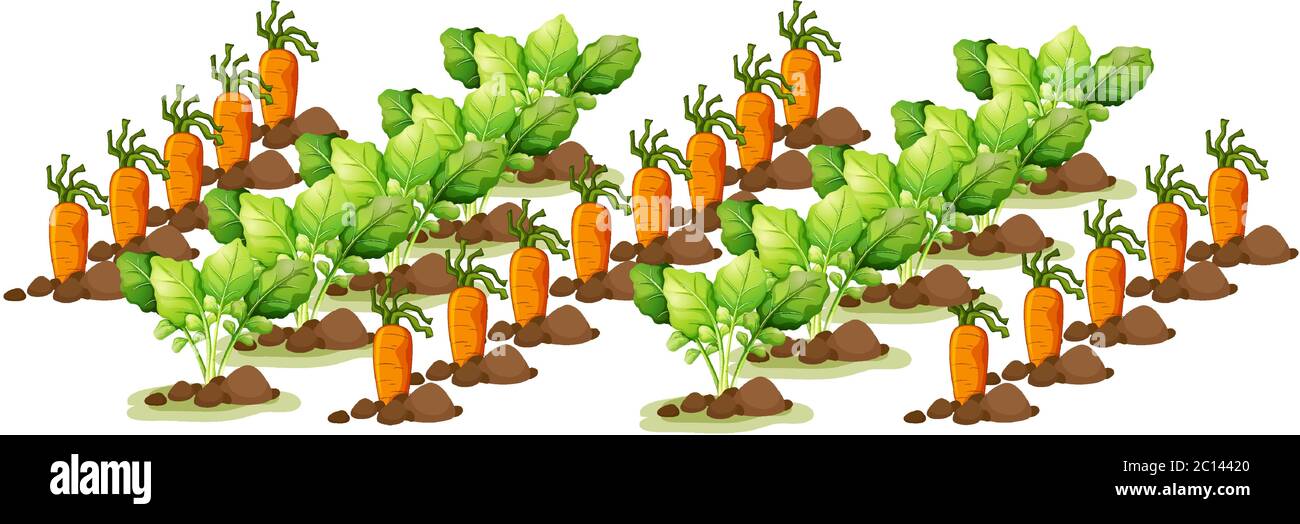 Little carrots in field farm isolated in cartoon style illustration