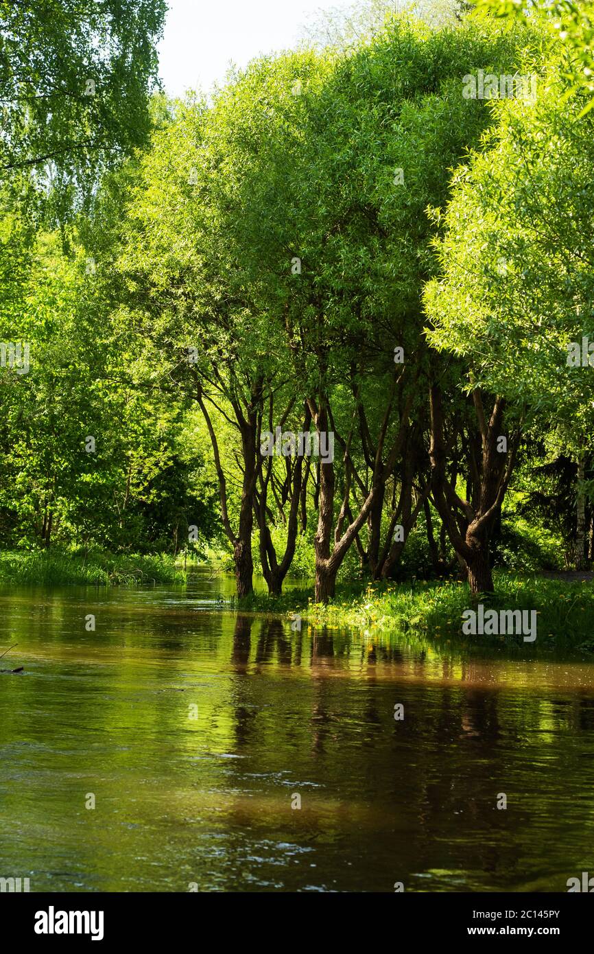 Flooded trees in the forest. The river overflowed its banks after the rain and flooded the trees Stock Photo