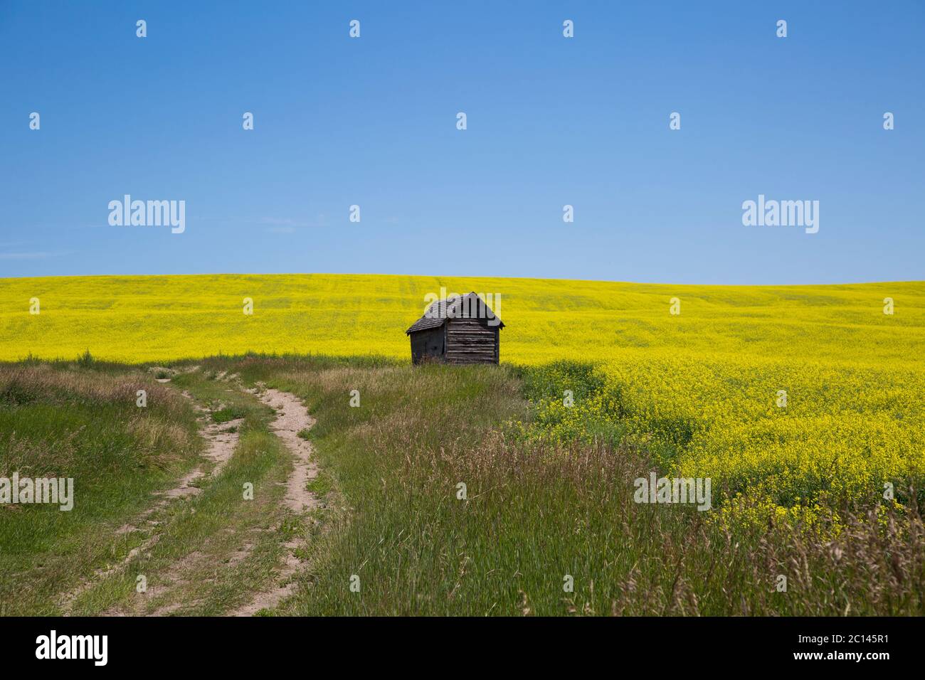 A Field of yellow flowers of canola plant on a bright sunny day Stock Photo