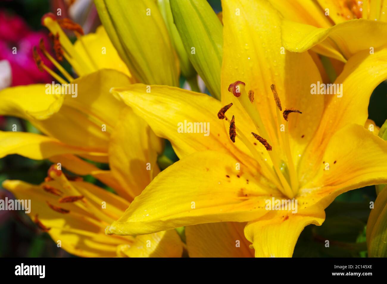 Lilly flowers closeup. Stock Photo
