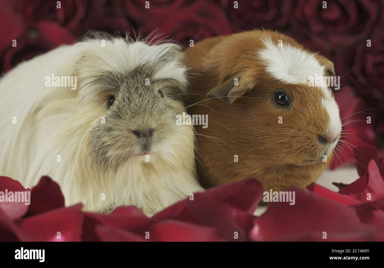 Guinea pigs pet food hires stock photography and images Alamy