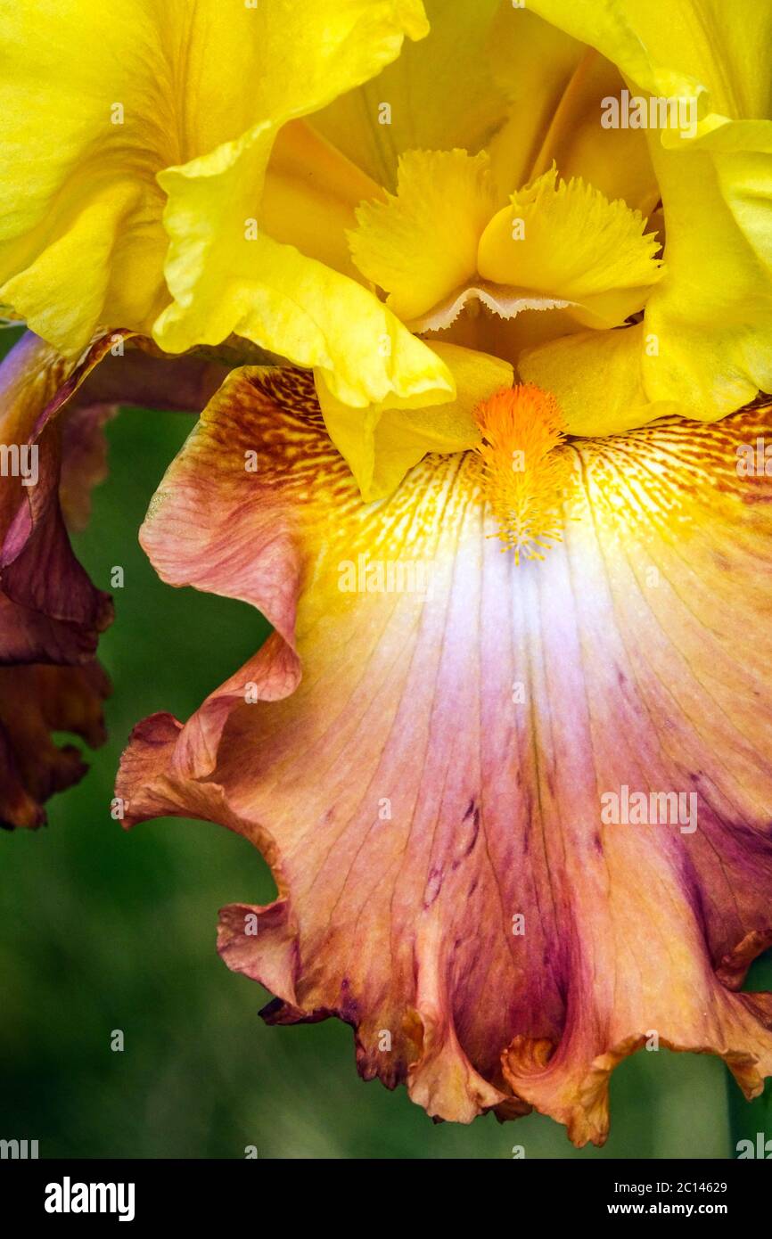 Tall bearded Iris stamens 'High Chaparral' flower Iris close up Stock Photo