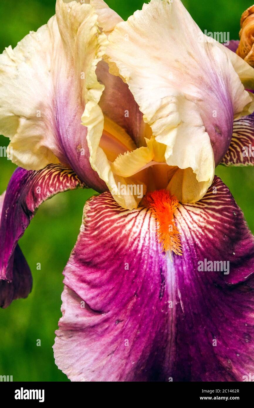 Tall Bearded iris stamens 'Pipes of Pan' purple flower Stock Photo