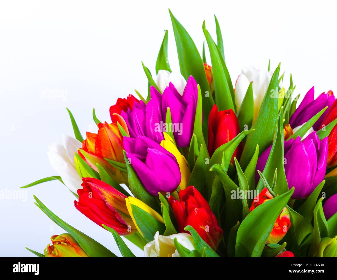 bouquet of multicolor tulips. fresh spring flowers Stock Photo