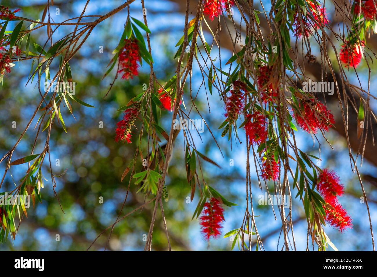 Bottle Brush tree red flowering blooms Stock Photo