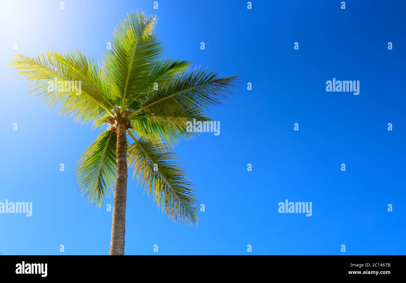 Sun sunshine palm tree hi-res stock photography and images - Alamy