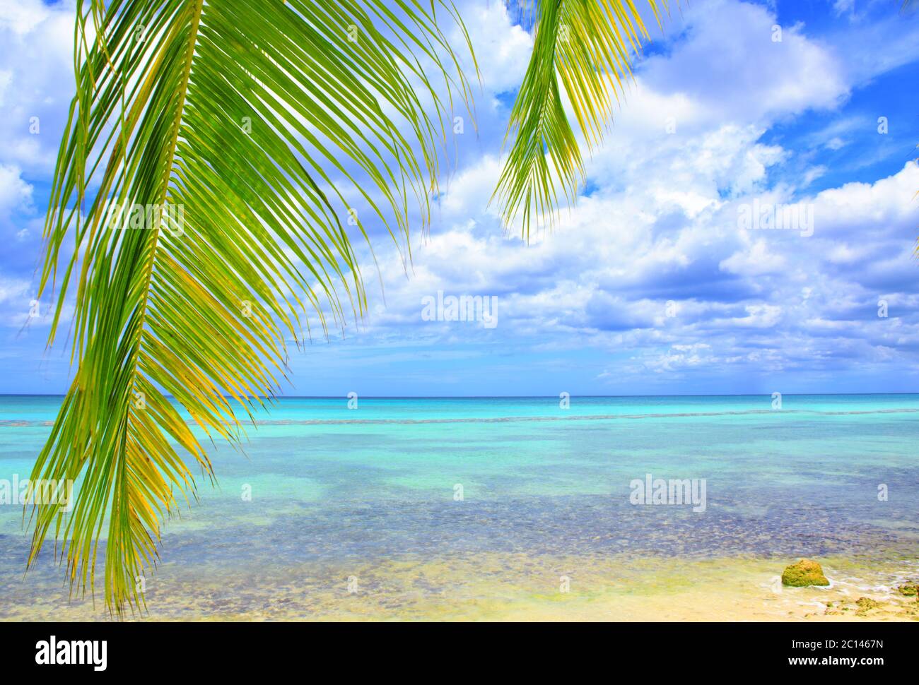 Palm leaf leaves sea beach tropic hi-res stock photography and images ...