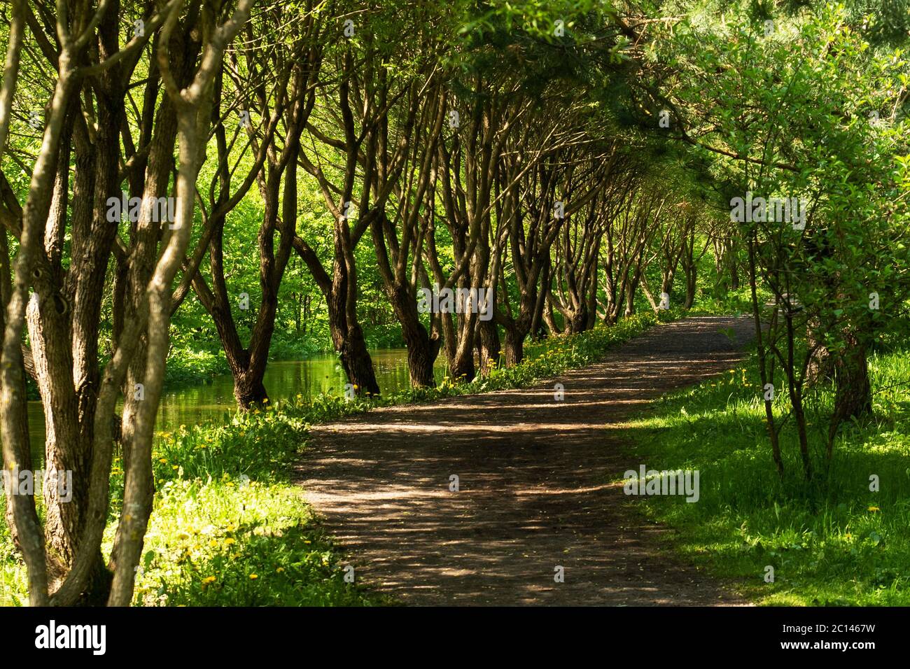 Forest path between the trees. The trees form an arch with a green crown. The leaves of the trees bend over the road Stock Photo