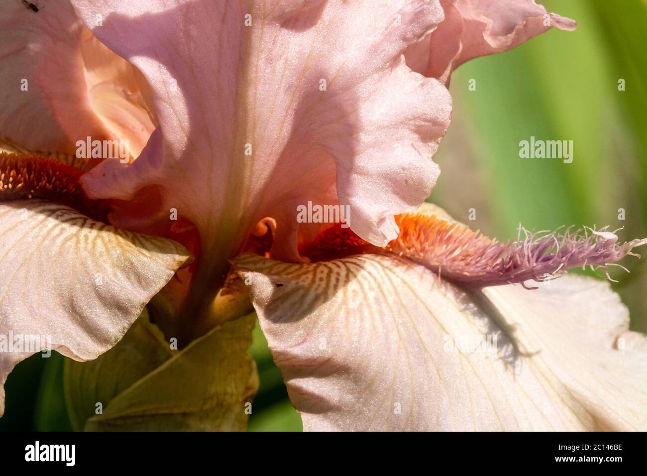 Peach pink to pink bloom color Tall bearded Iris stamens 'Jump for Joy' Iris close up flower Stock Photo