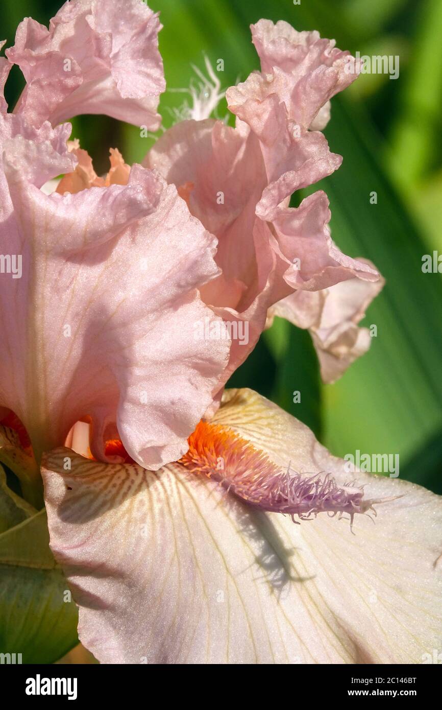 Tall bearded Iris flower stamens 'Jump for Joy' Peach pink flower large bloom Stock Photo