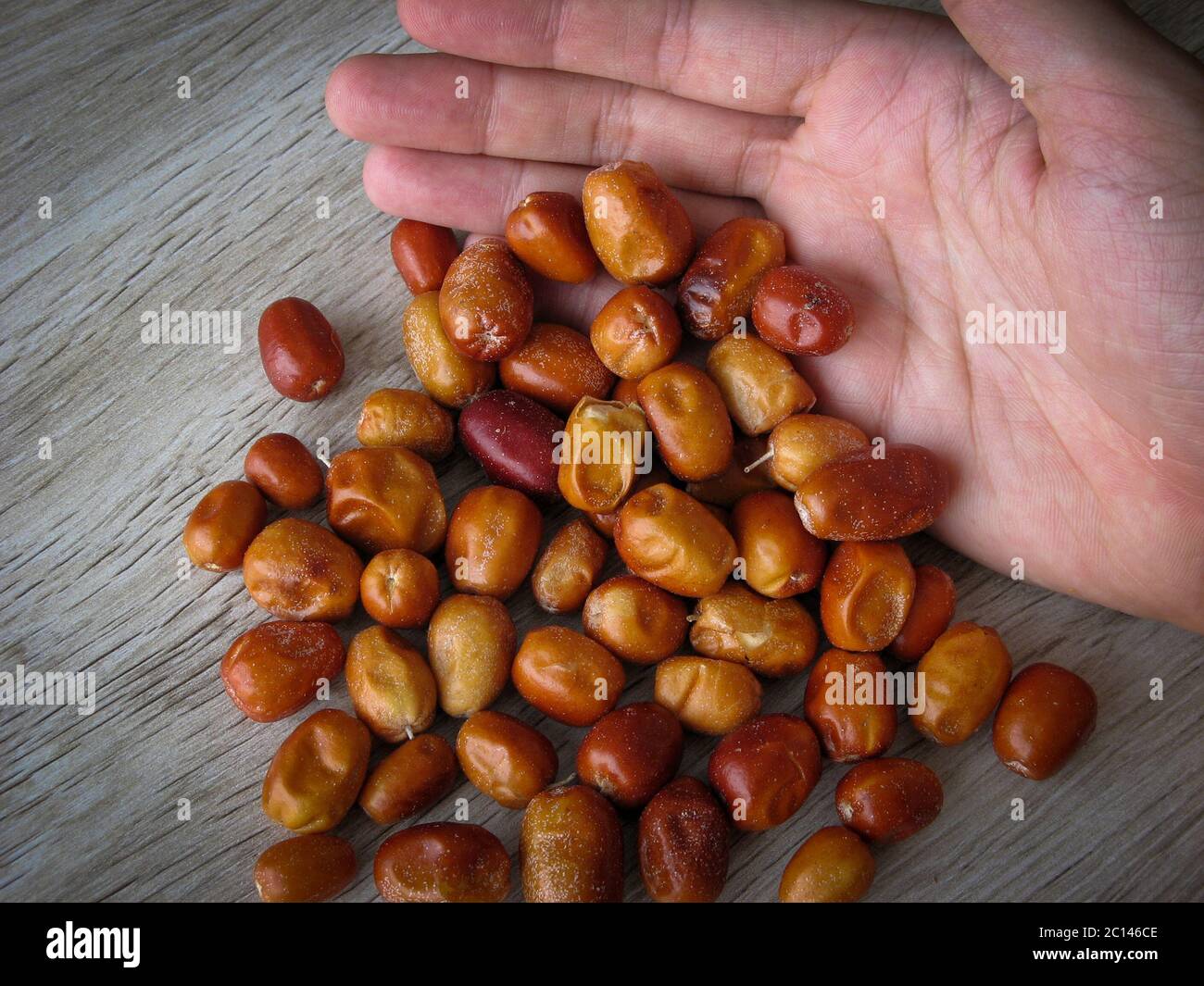 dried organic of Oleaster, Persian olive, Russian olive, silver berry, oleaster, or wild olive in male hand on wooden background. Close up. Full of  a Stock Photo