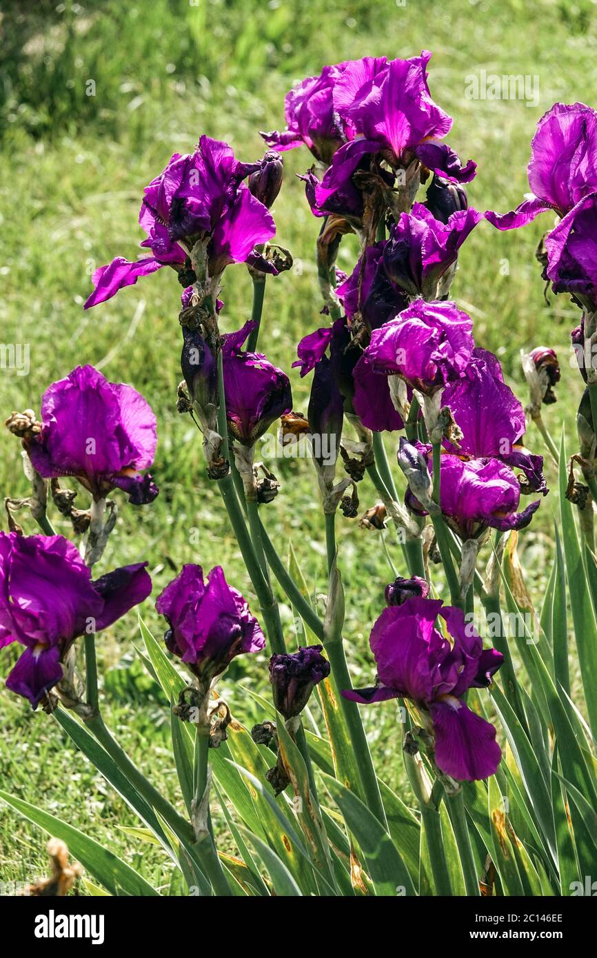 Tall bearded Iris in garden 'Magenta' Stock Photo
